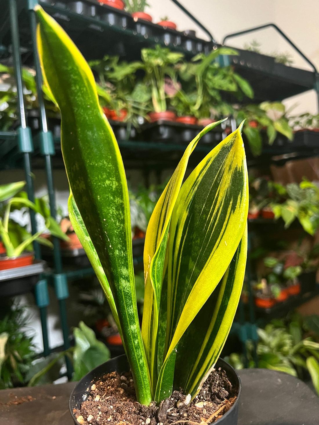 🌿 7 Science-Backed Benefits of Houseplants for Your Home or Office