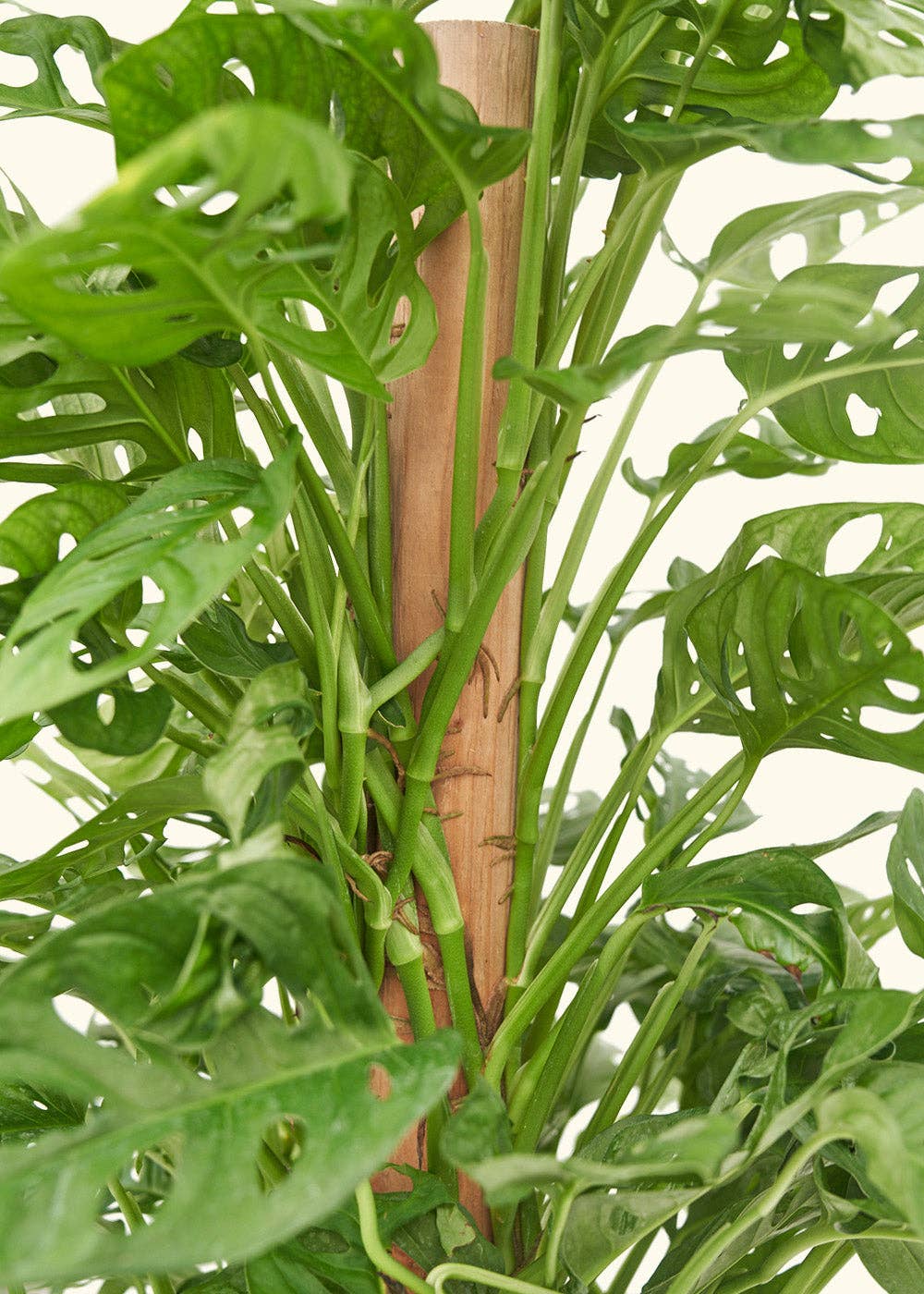 Swiss Cheese Vine 4" Nursery Pot