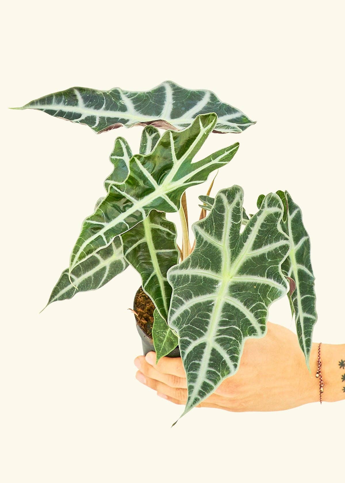 Alocasia 'Polly' 6” Nursery Pot