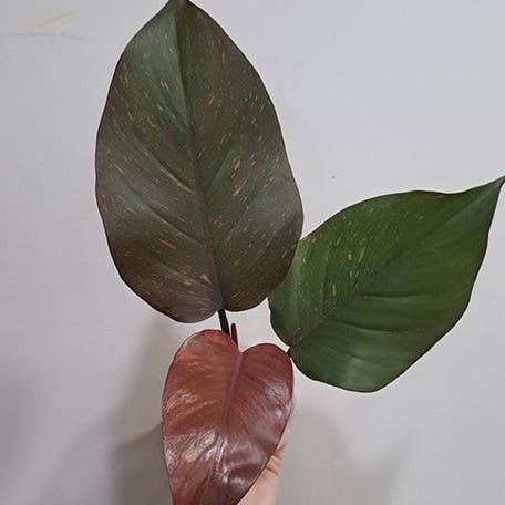 Philodendron Orange Princess