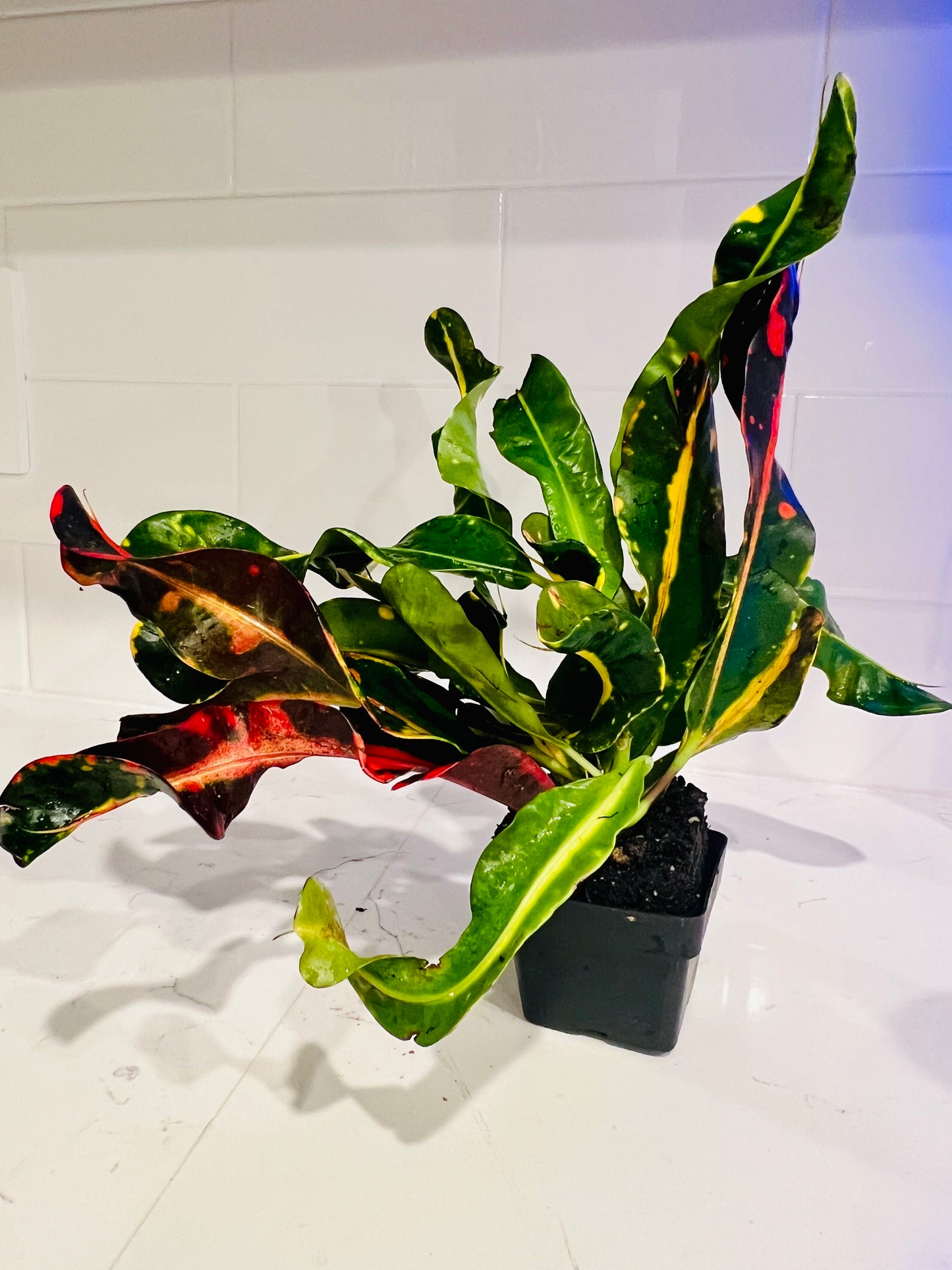Croton Mammy 3” Nursery Pot