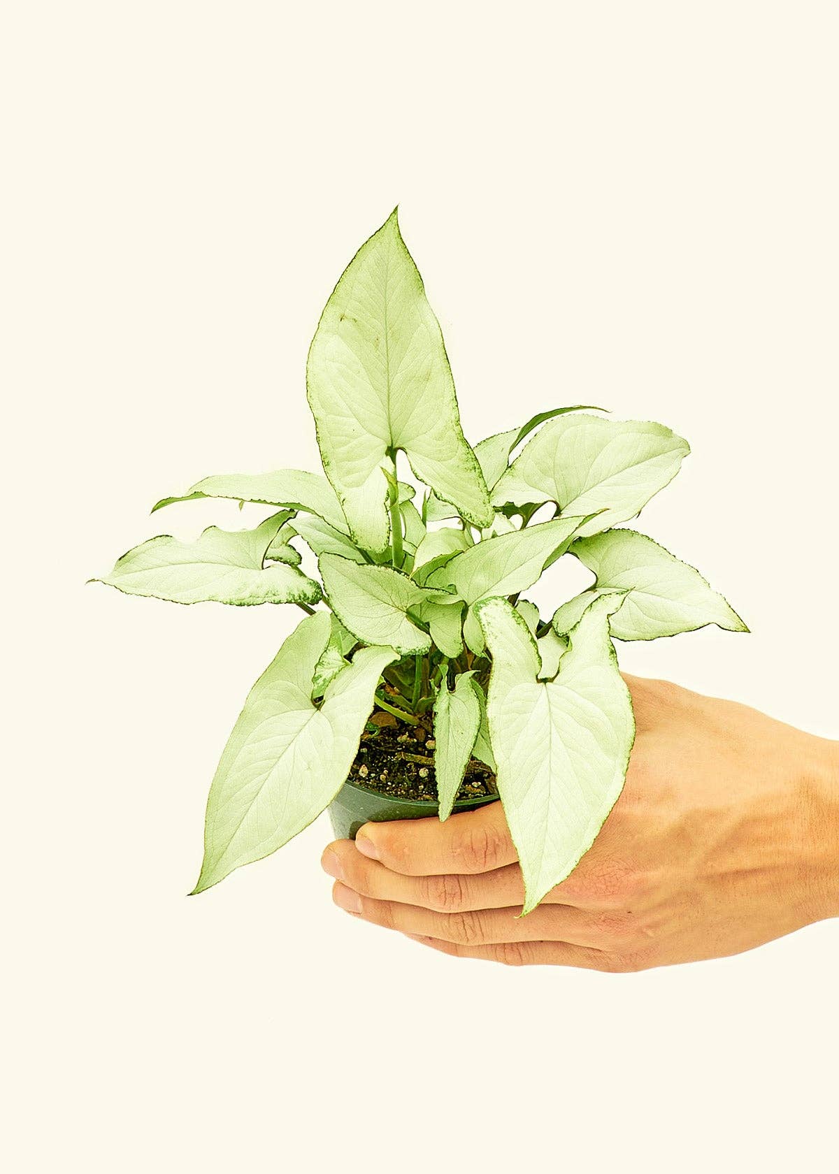 White Arrowhead Syngonium Plant 4" Nursery Pot