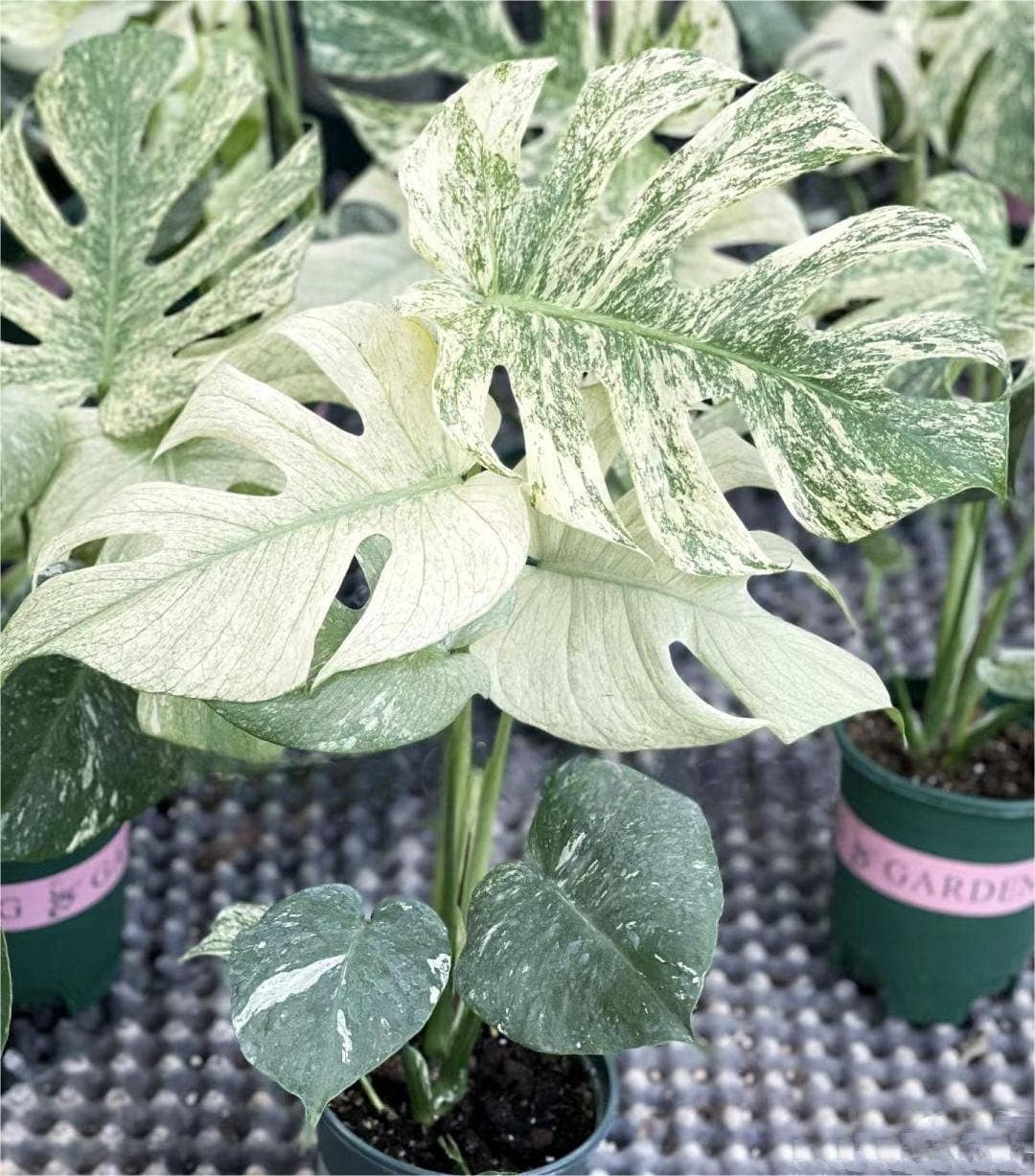 Monstera White Monster