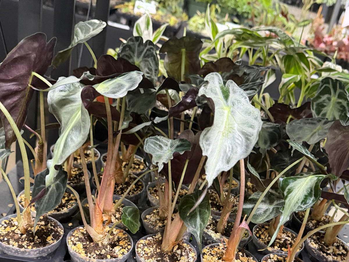 Alocasia Venom