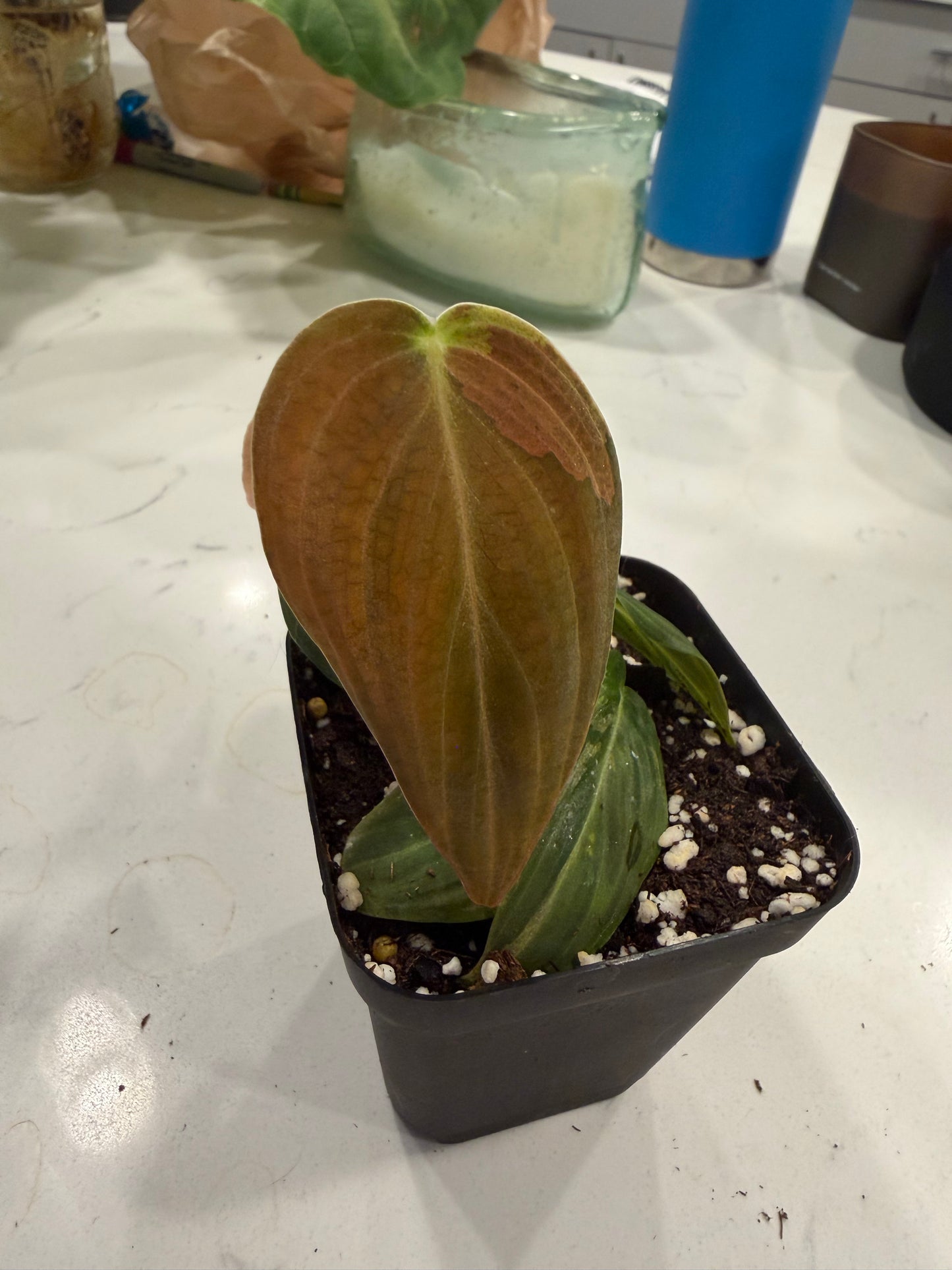 Philodendron Melanochrysum Variegated(Orange Pink) 3 Inch