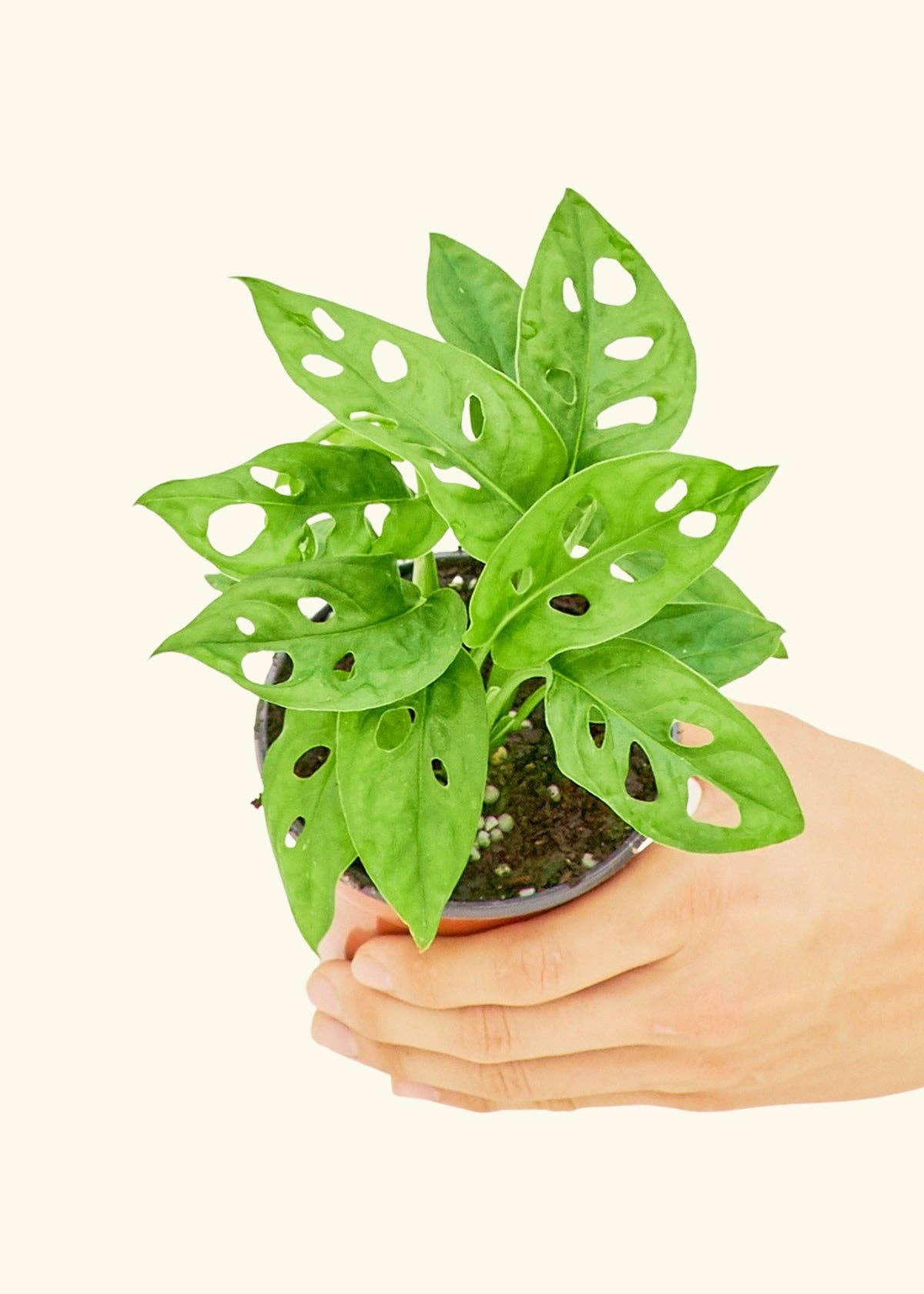 Swiss Cheese Vine 4" Nursery Pot