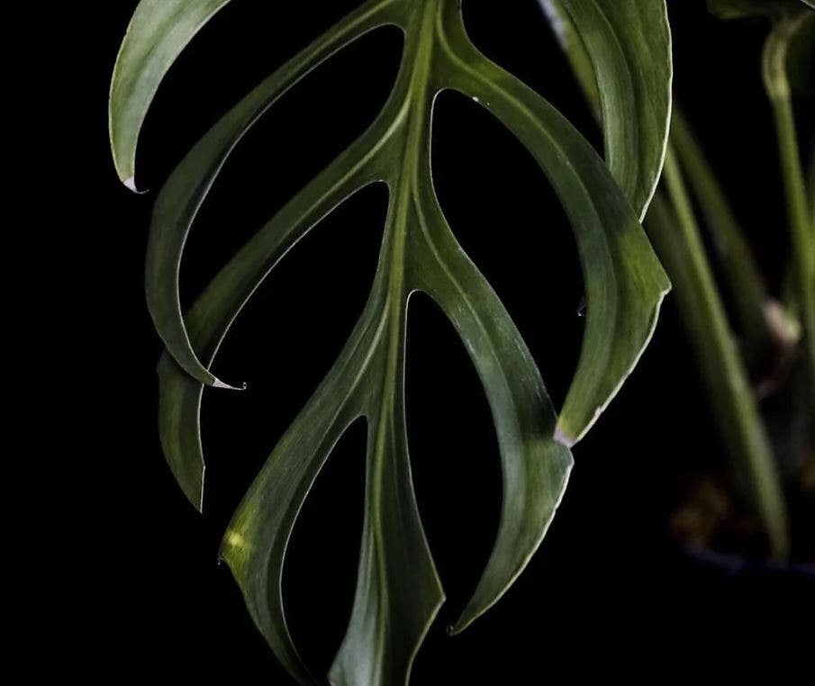 Monstera dilacerata aka "Burle Marx Flame" TC Plantlet: 5-Pack In Vitro ($6 ea.)