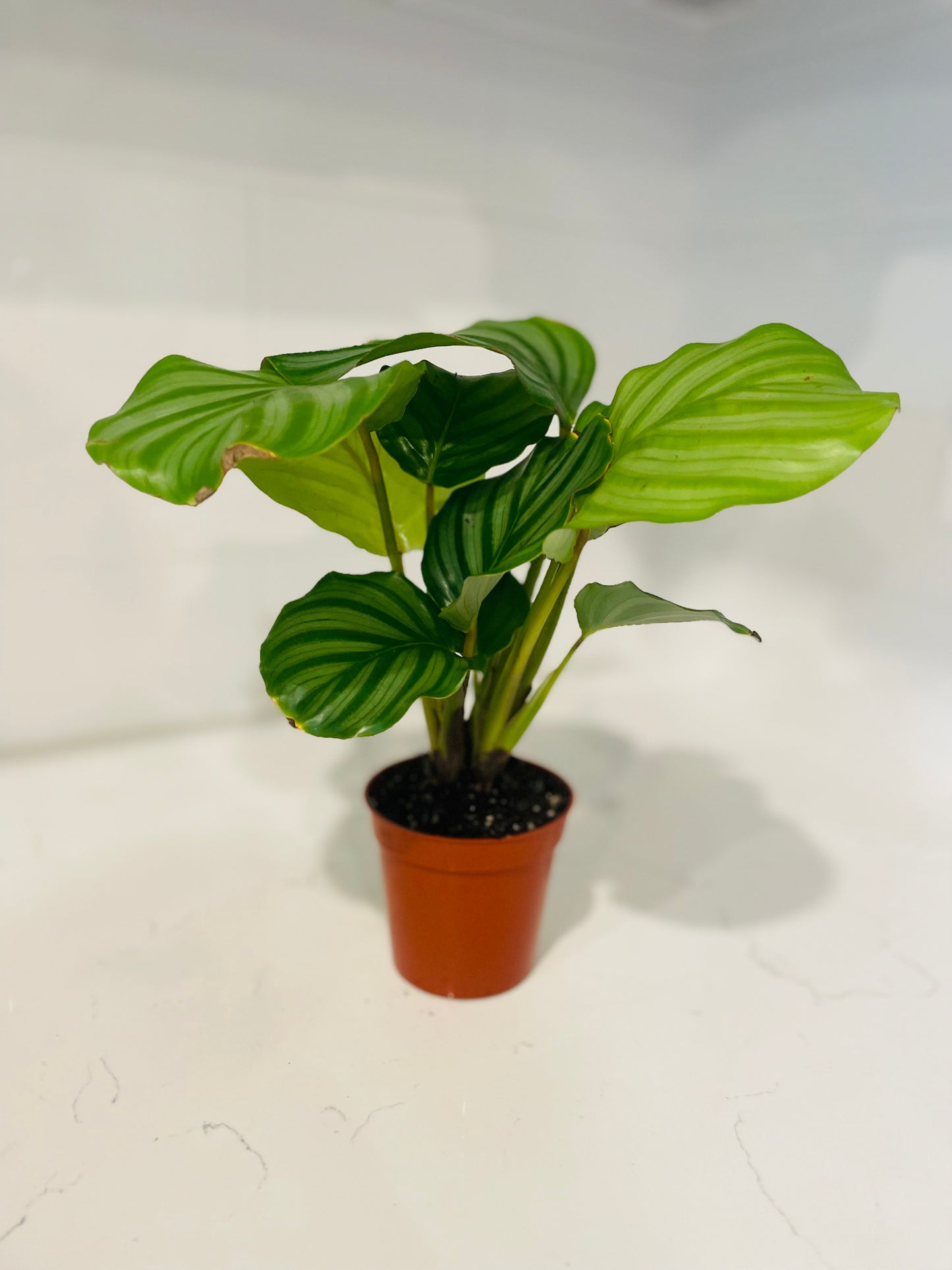 Calathea Orbifolia 3" Nursery Pot