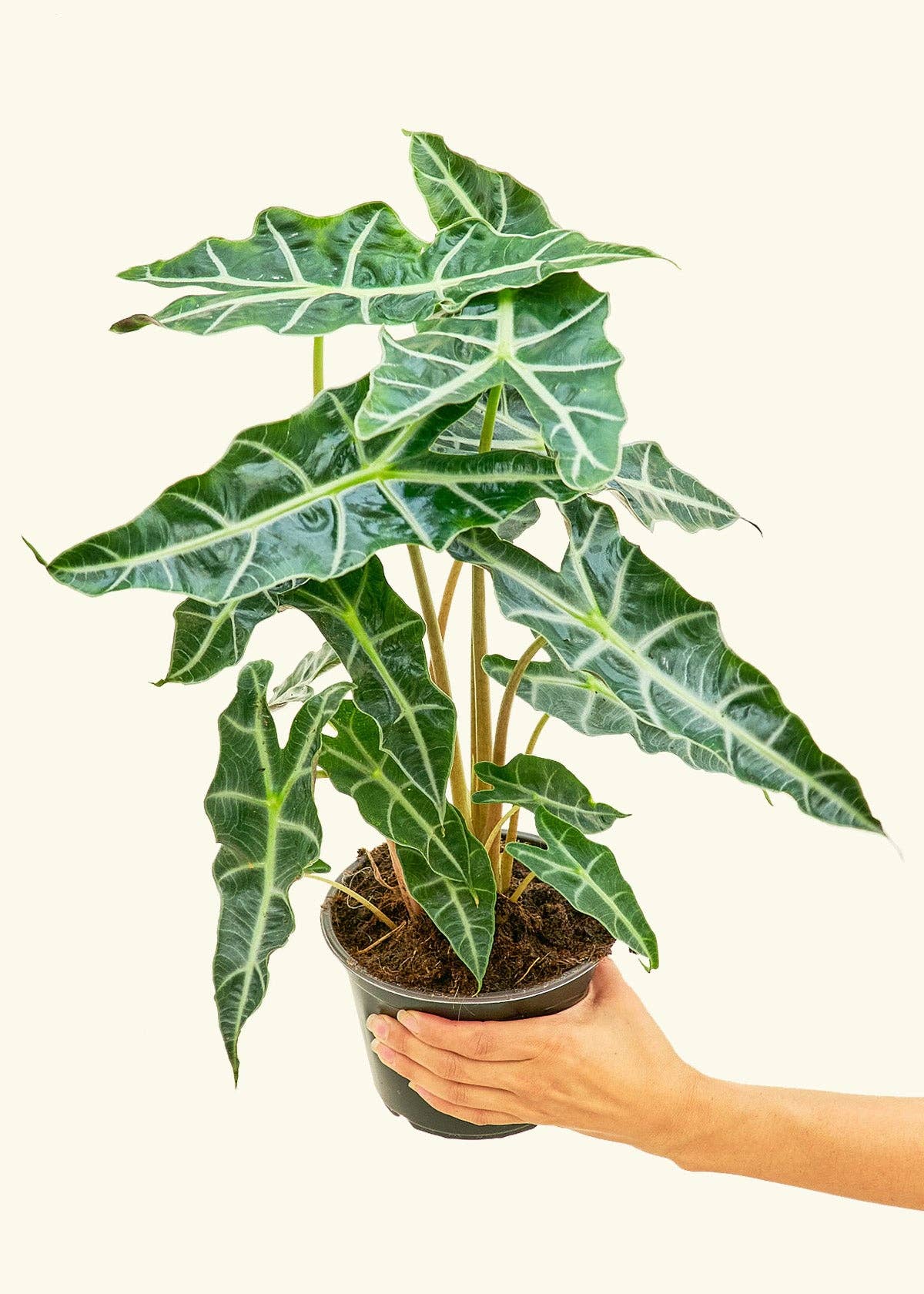 Alocasia 'Polly' 6” Nursery Pot