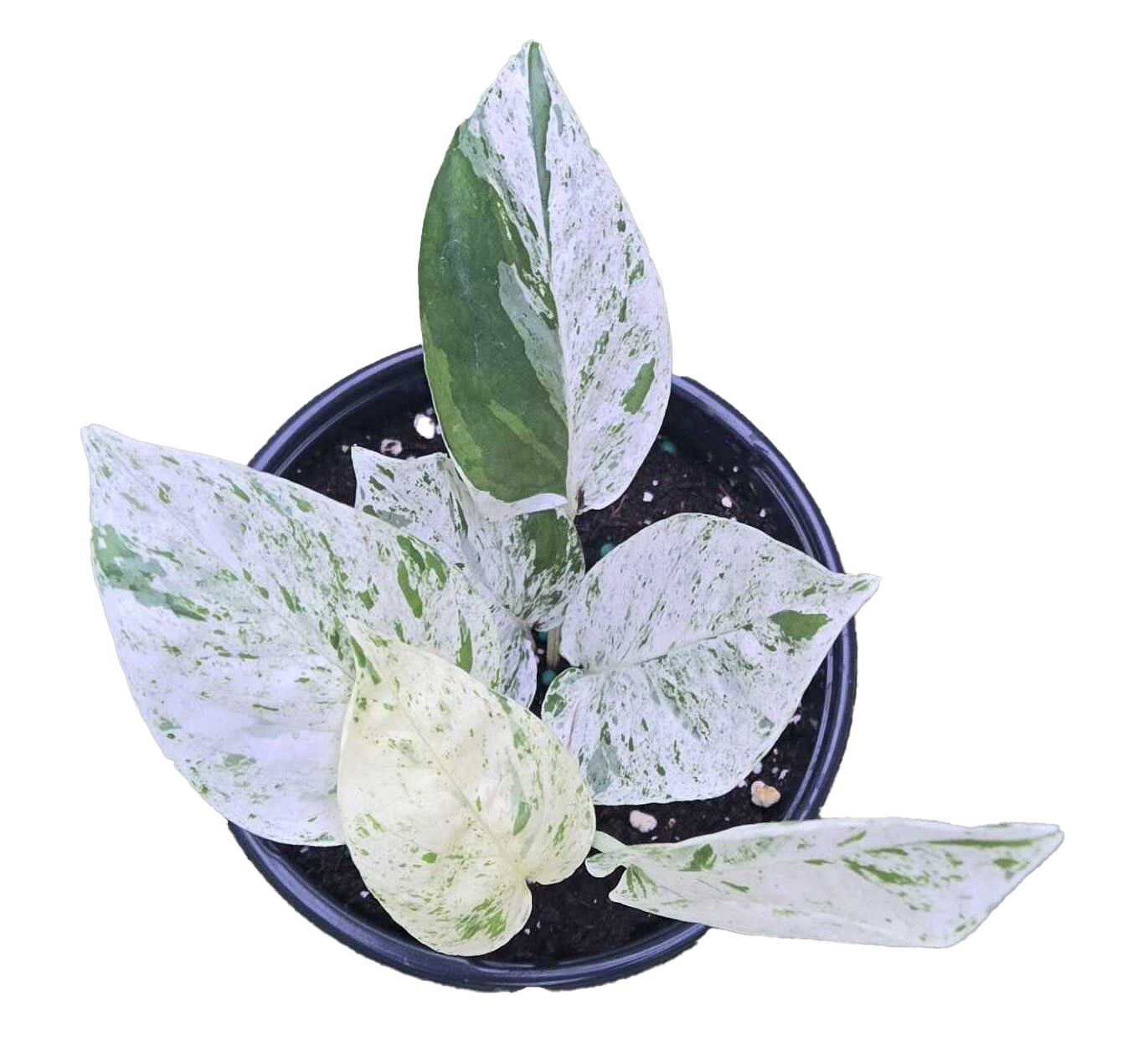 Epipremnum Marble 4” Nursery Pot