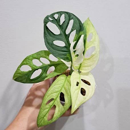 Monstera Adansonii Albo Variegated