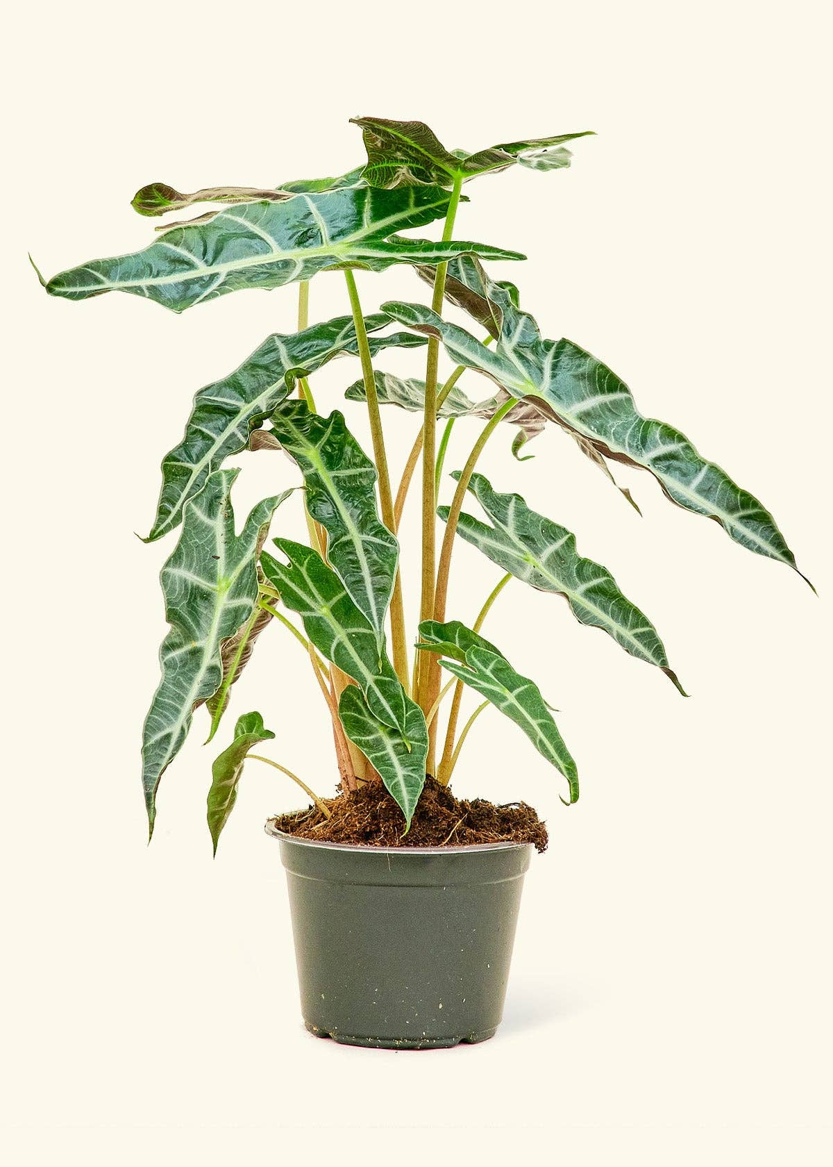 Alocasia 'Polly' 6” Nursery Pot