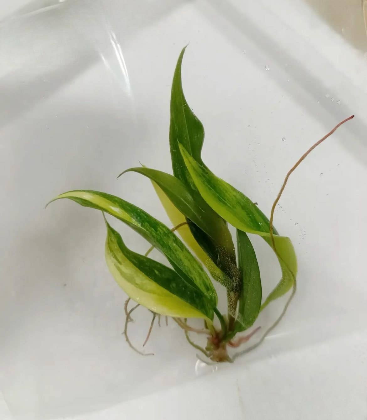 Philodendron "Carmel Marble" variegated / "Caramel Marble" TC Plantlet: In Vitro