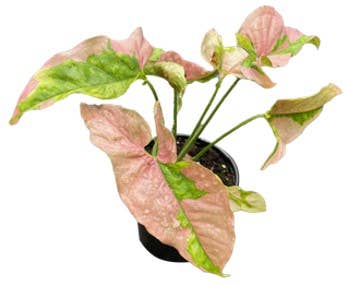 Syngonium Pink Lava 4” Nursery Pot