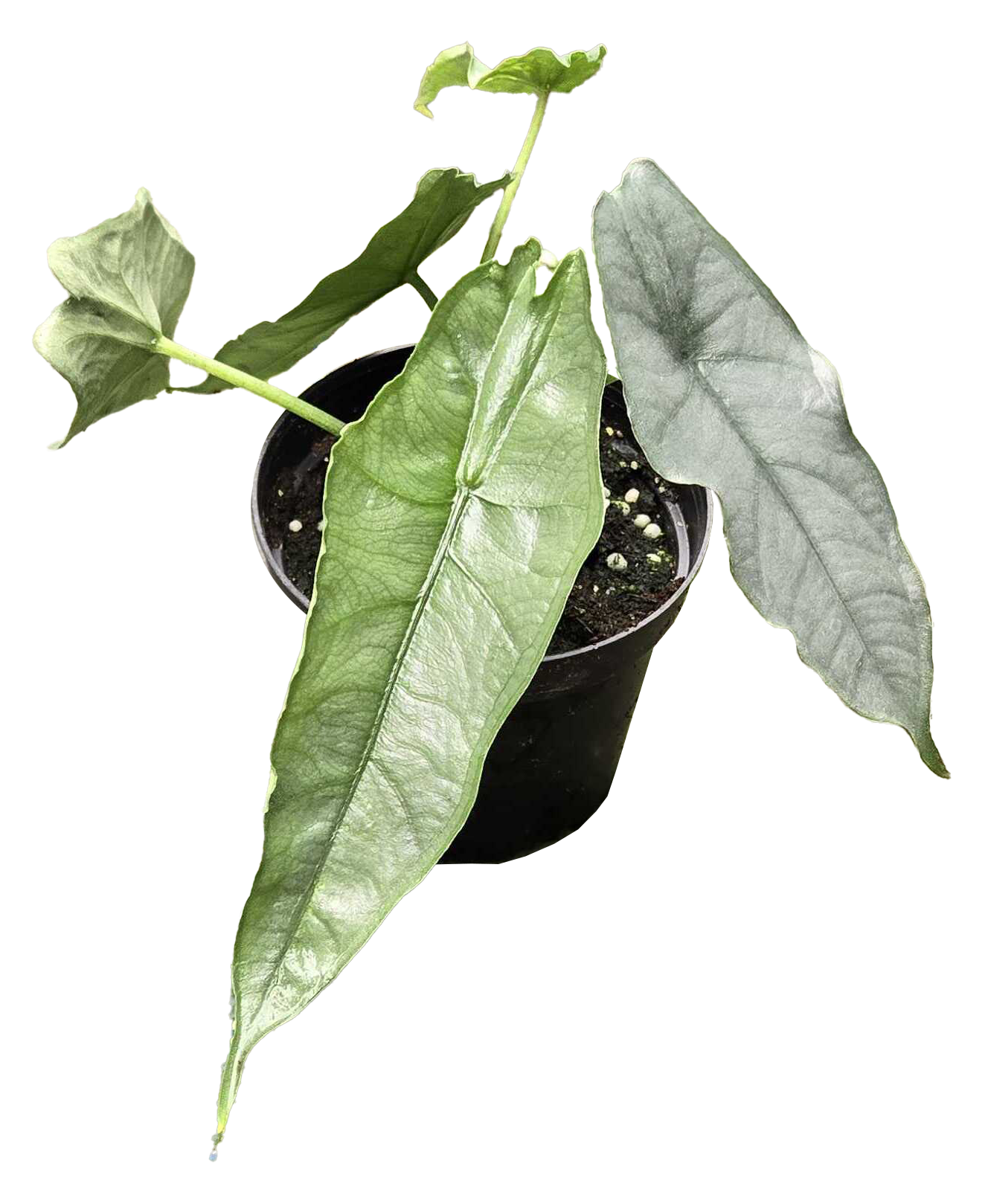 Alocasia Dragon’s Breath 4” Nursery Pot