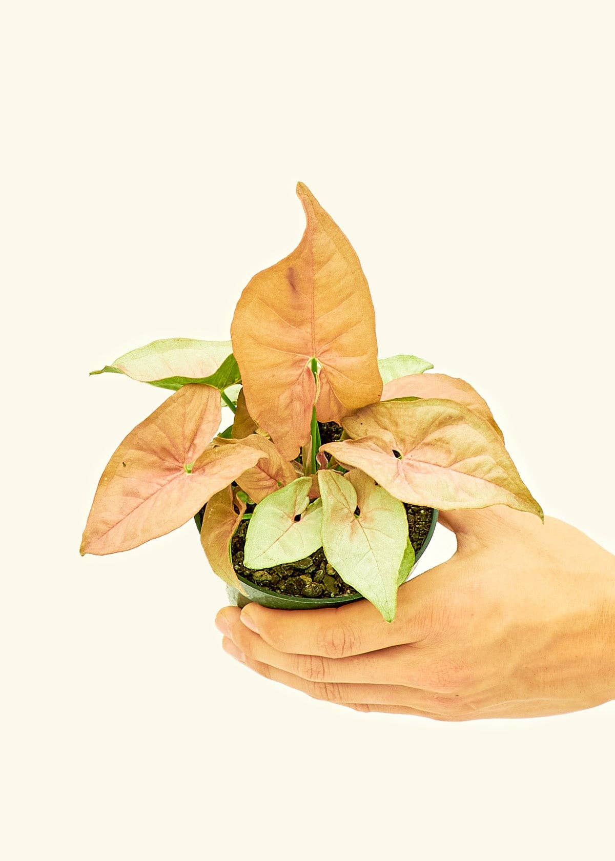 Pink Arrowhead Syngonium Plant 4" Nursery Pot