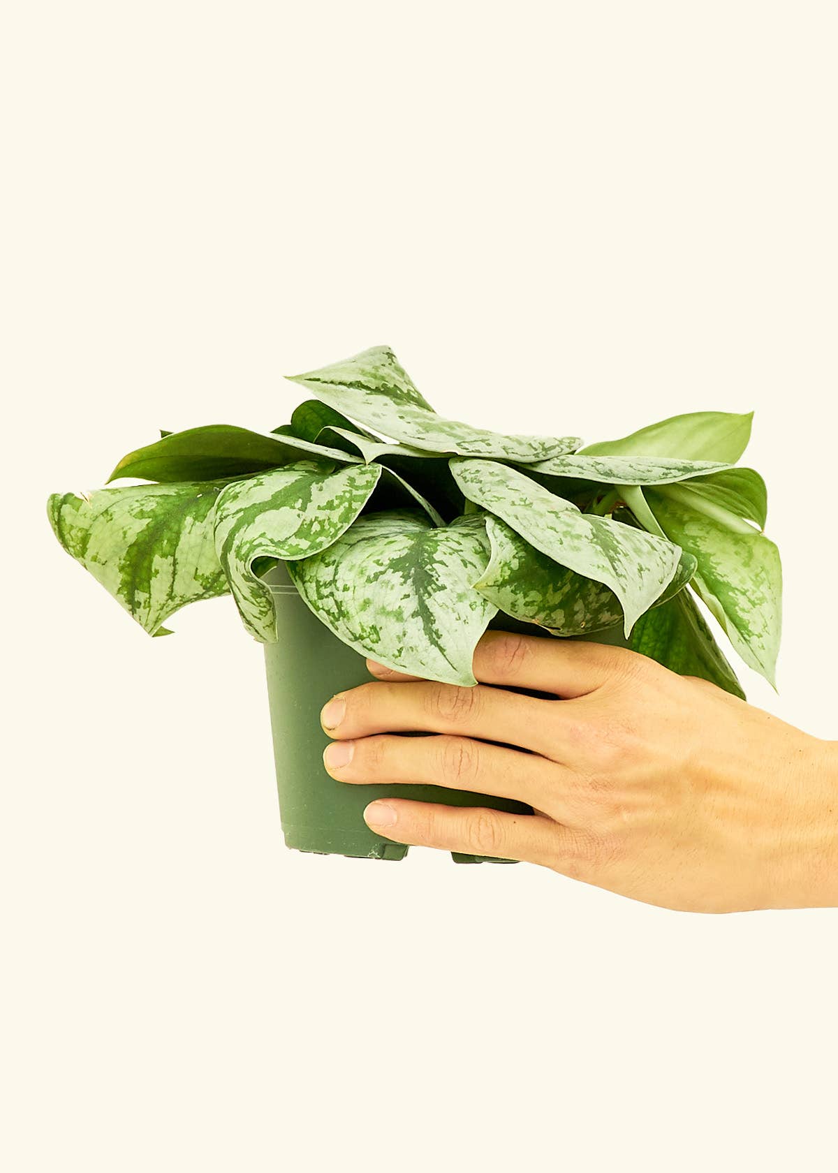 Scindapsus 'Exotica' 4" Nursery Pot
