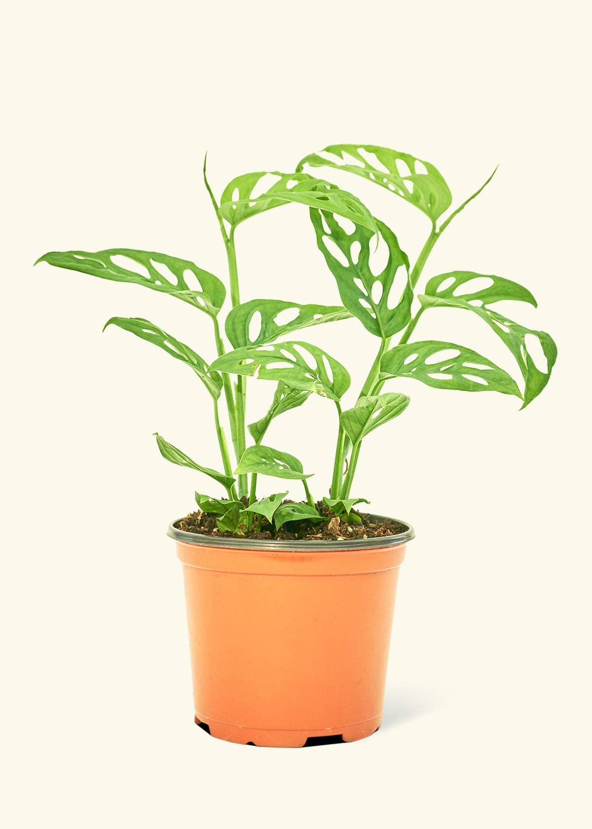 Swiss Cheese Vine 4" Nursery Pot