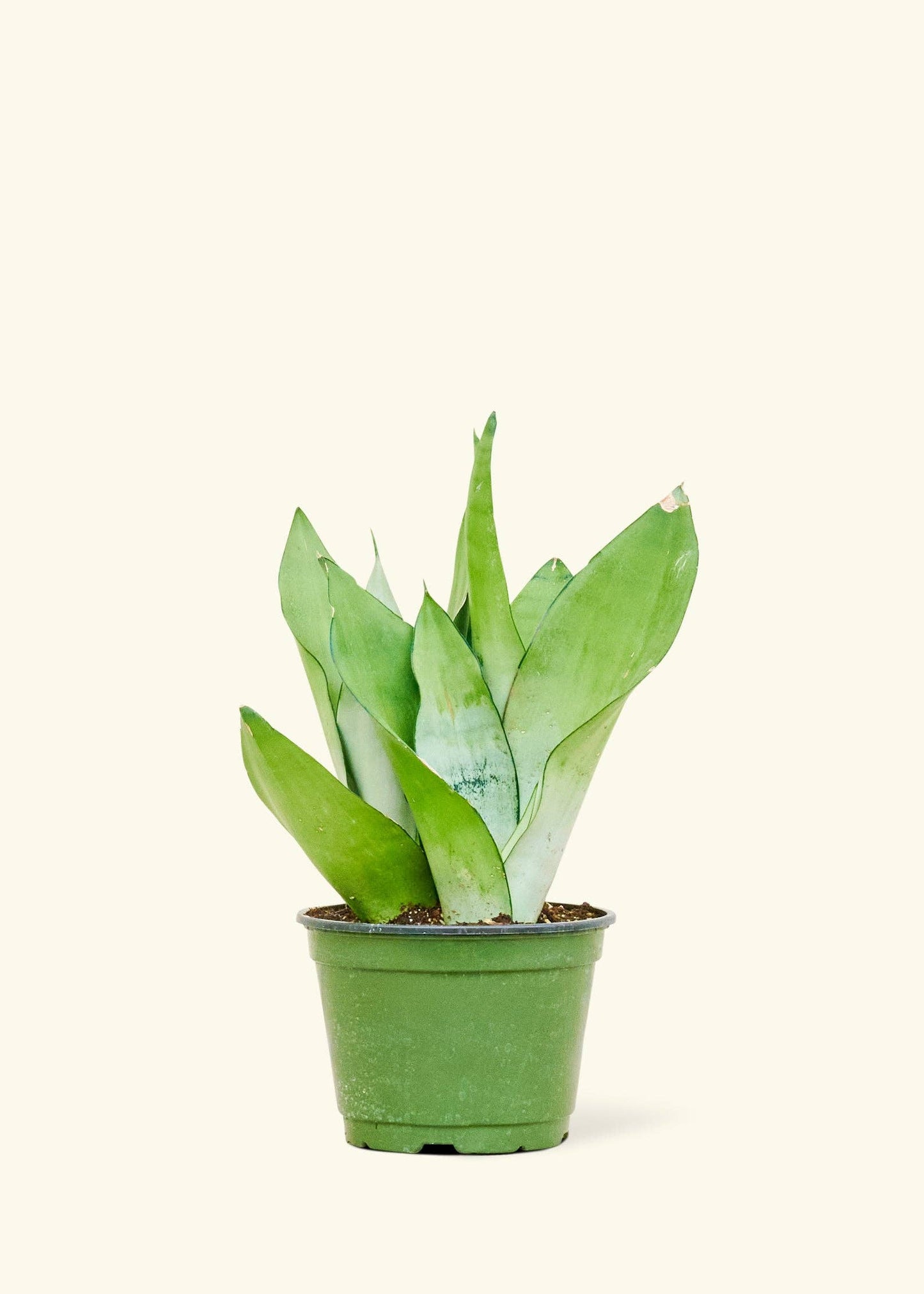 Moonshine Snake Plant 4" Nursery Pot