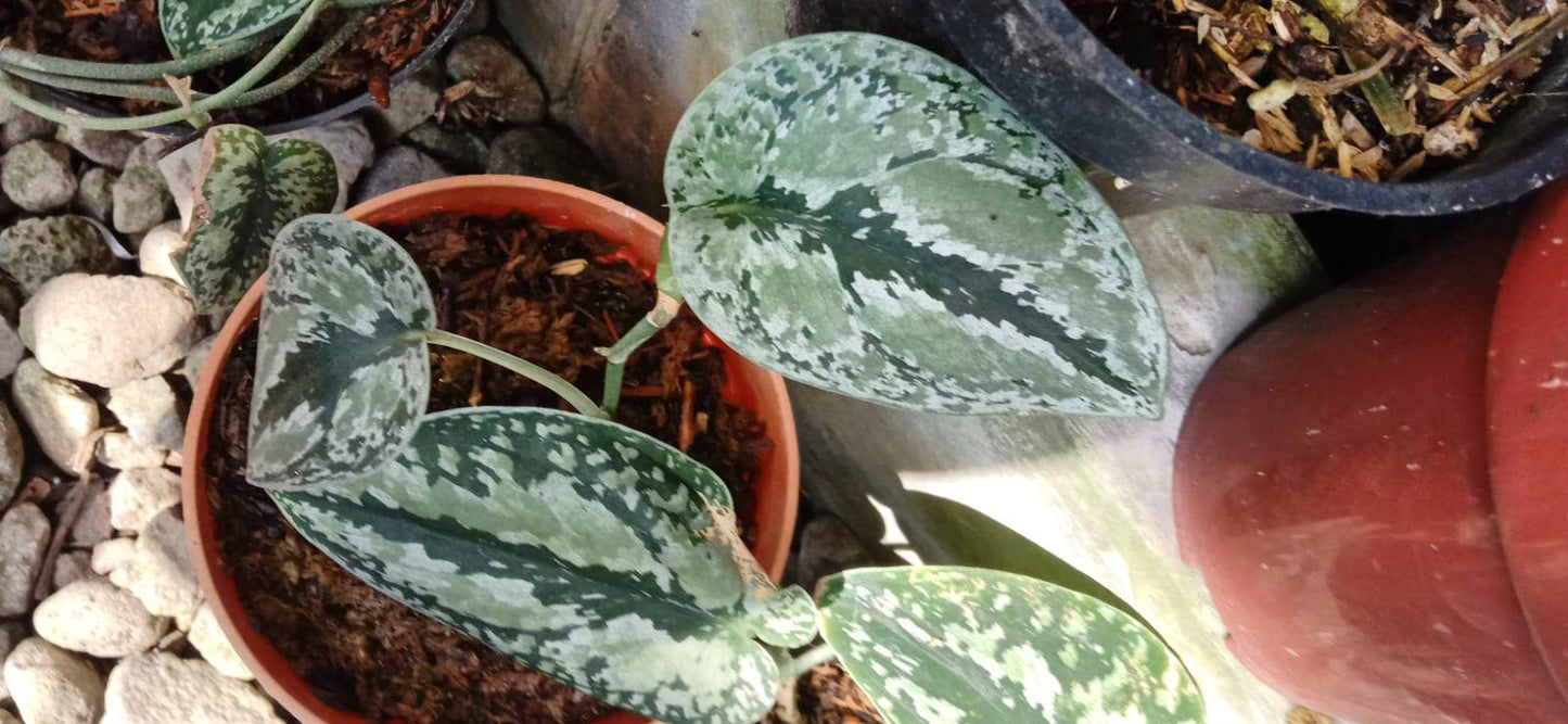 Scindapsus "Tricolor Silver Platinum" variegated: Bare Root Import