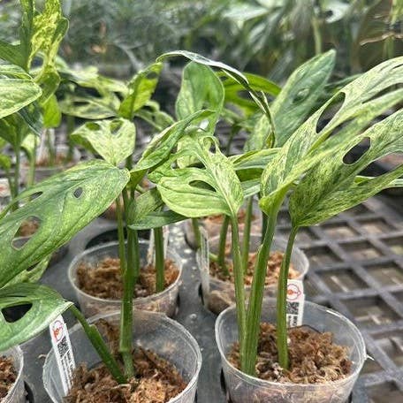 Monstera adansonii Variegated 'Mint' 2.5": Bare Root Import