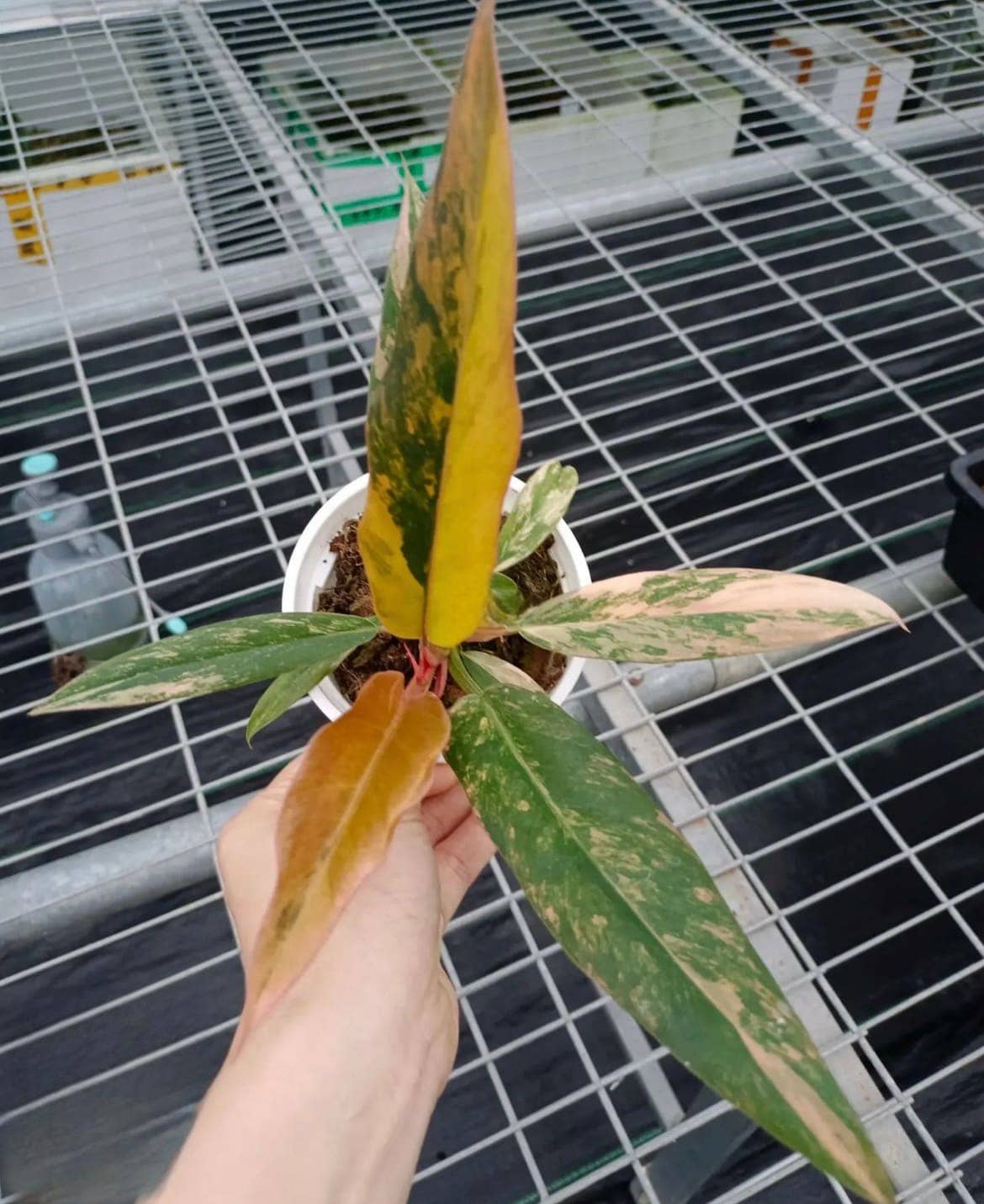 Philodendron "Carmel Marble" variegated / "Caramel Marble" TC Plantlet: In Vitro