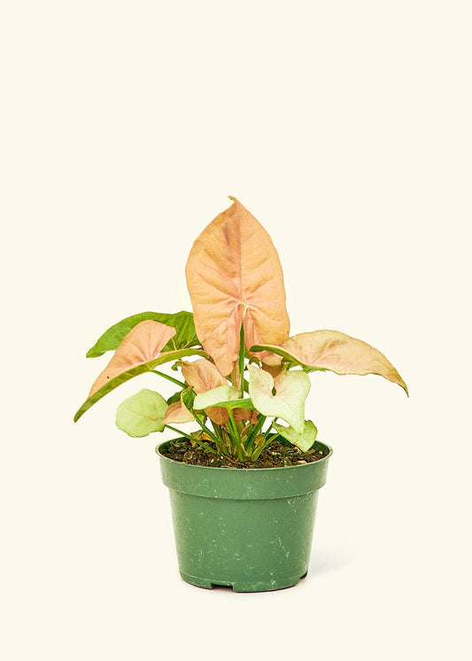Pink Arrowhead Syngonium Plant 4" Nursery Pot