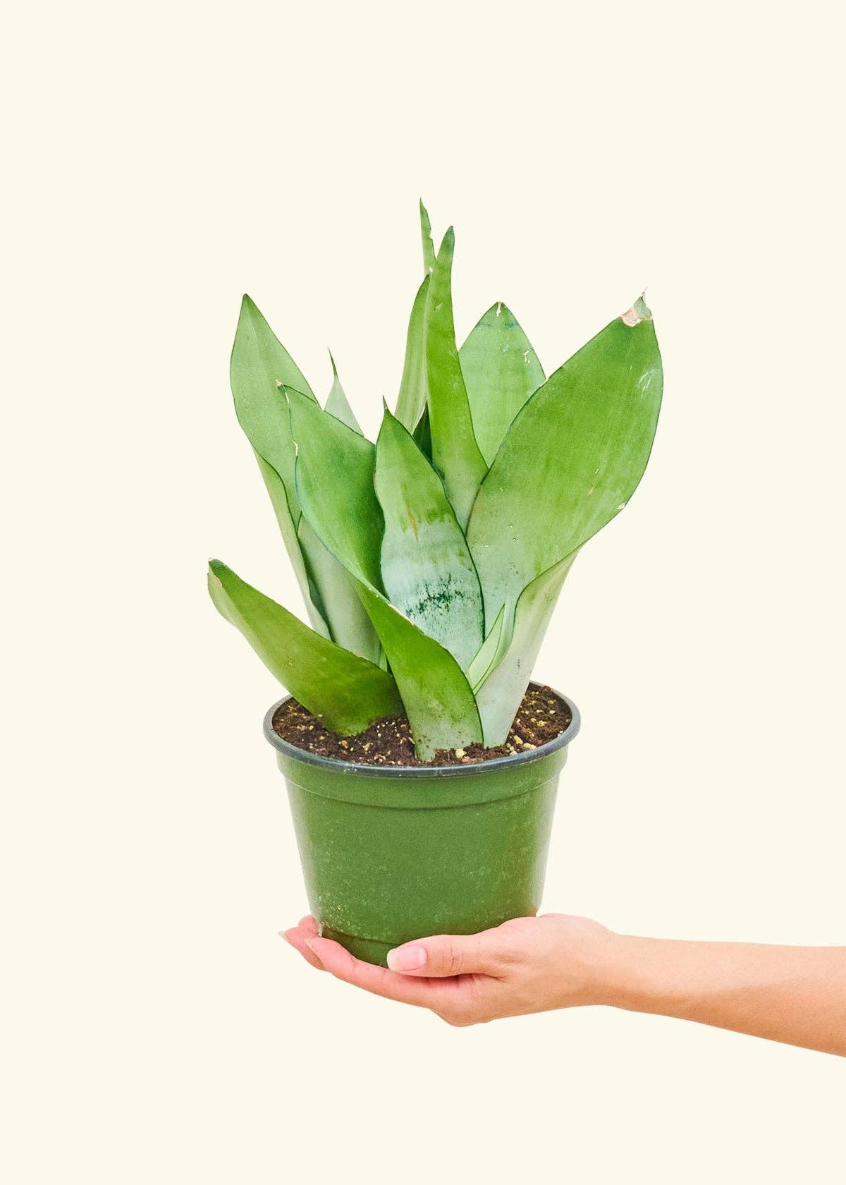 Moonshine Snake Plant 4" Nursery Pot