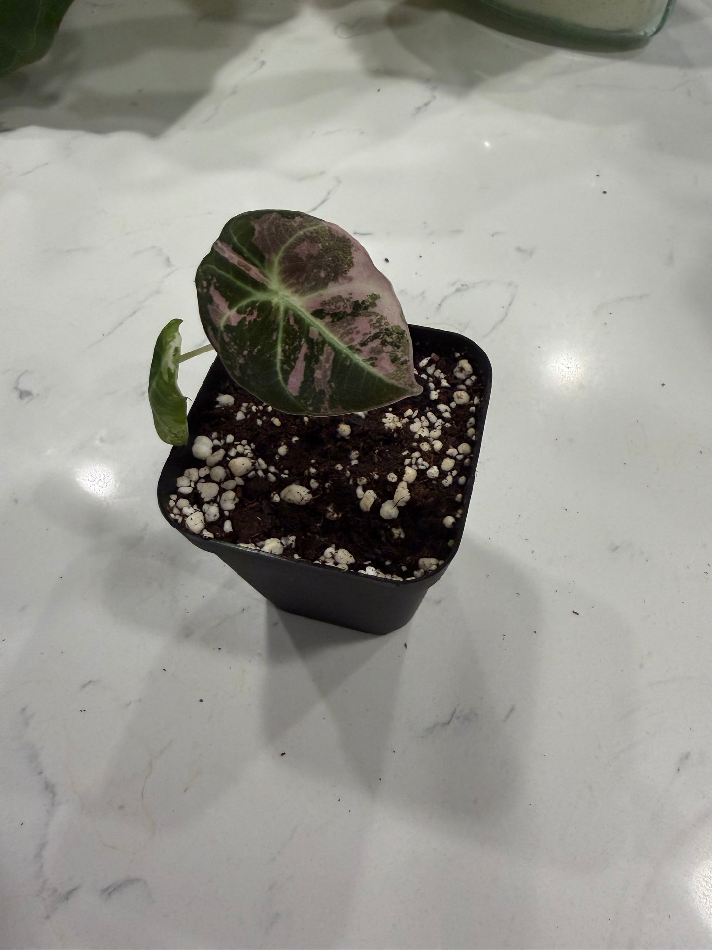 Alocasia Pink Black Velvet PBV 3 Inch