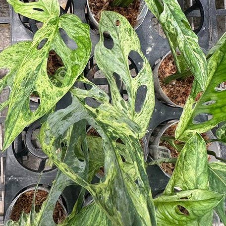 Monstera adansonii Variegated 'Mint' 2.5": Bare Root Import
