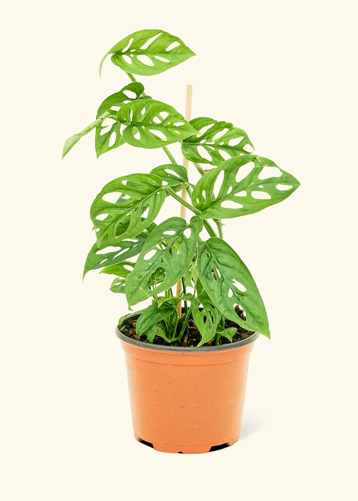 Swiss Cheese Vine 4" Nursery Pot