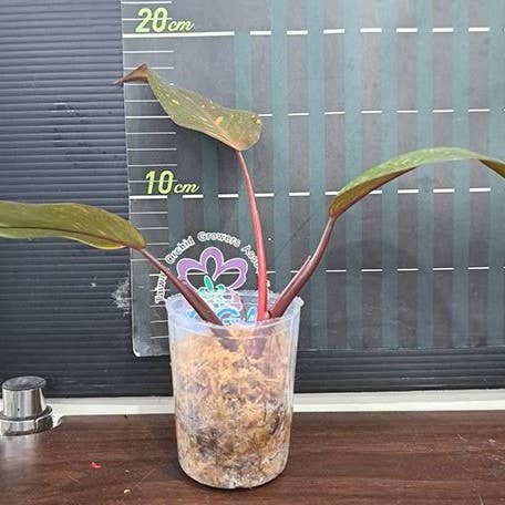 Philodendron Orange Princess