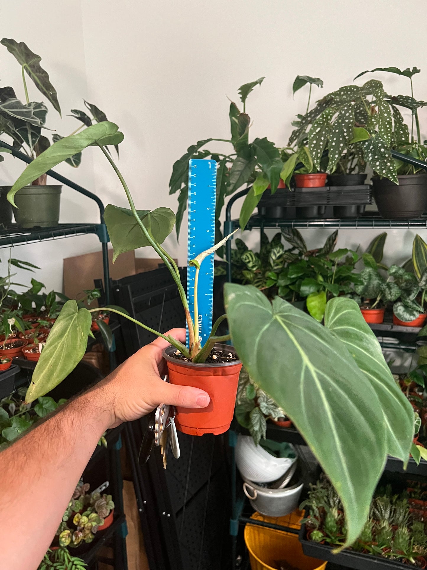 Philodendron Gloriosum
