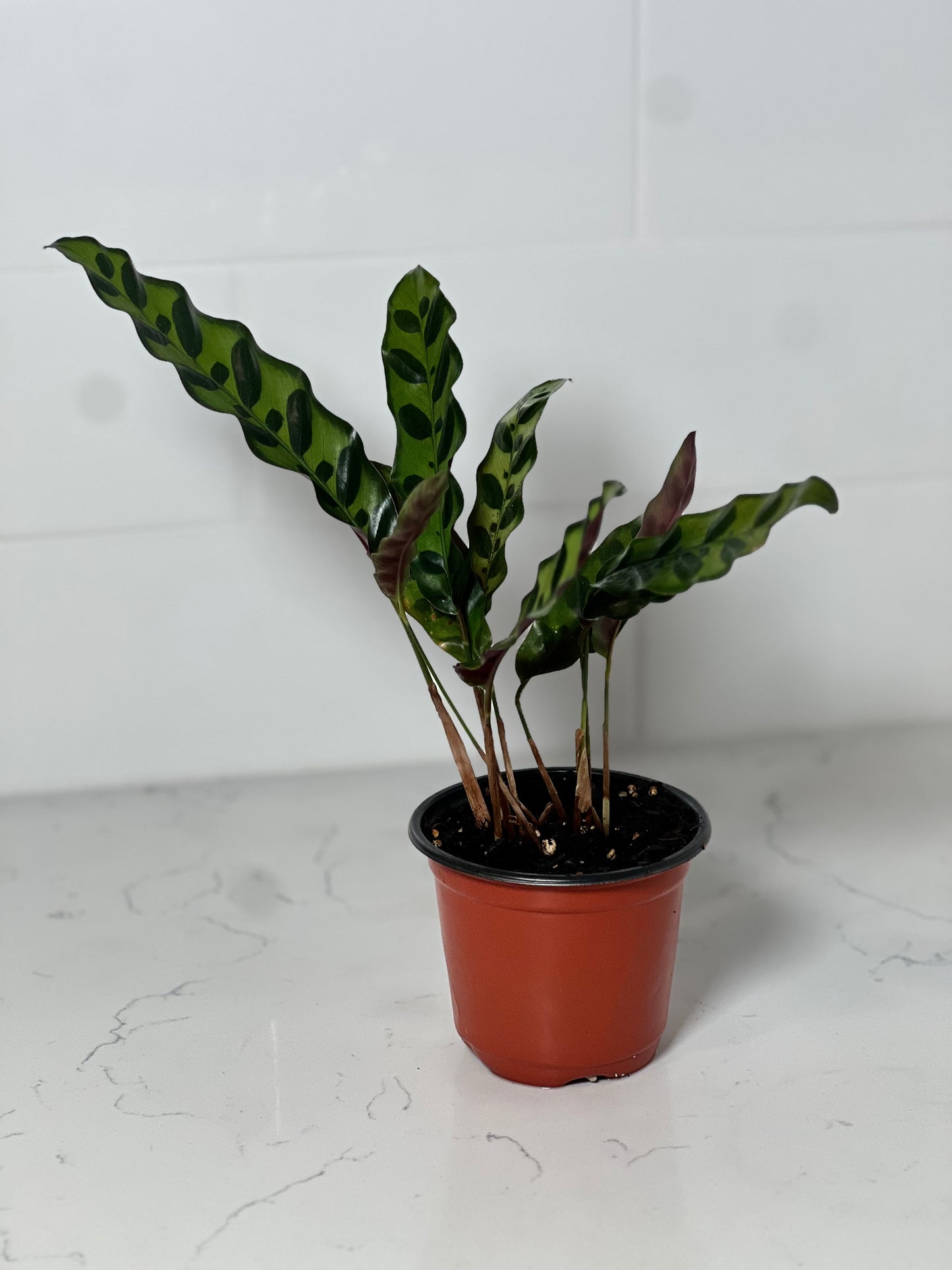 Rattlesnake Calathea 4" Nursery Pot