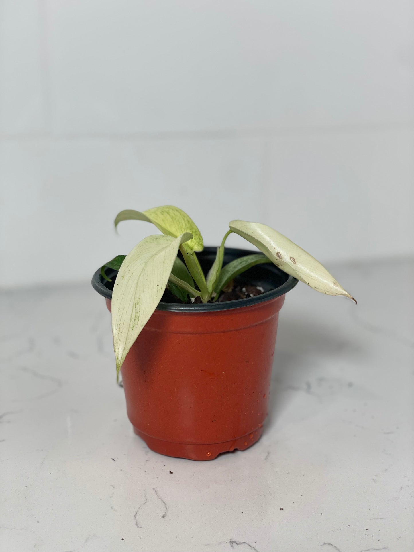 Philodendron Florida Ghost Mint 4" Nursery Pot