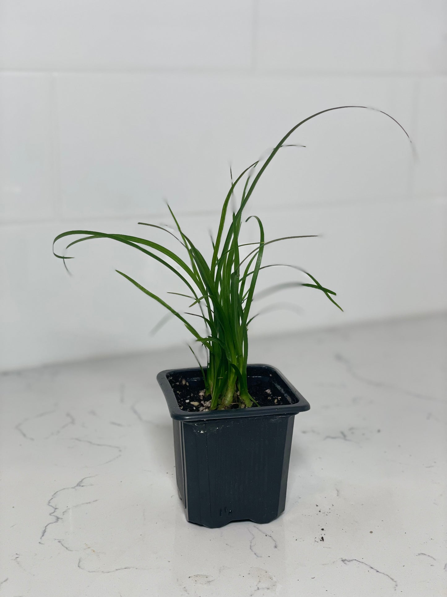 Ponytail Palm Baby 3" Nursery Pot