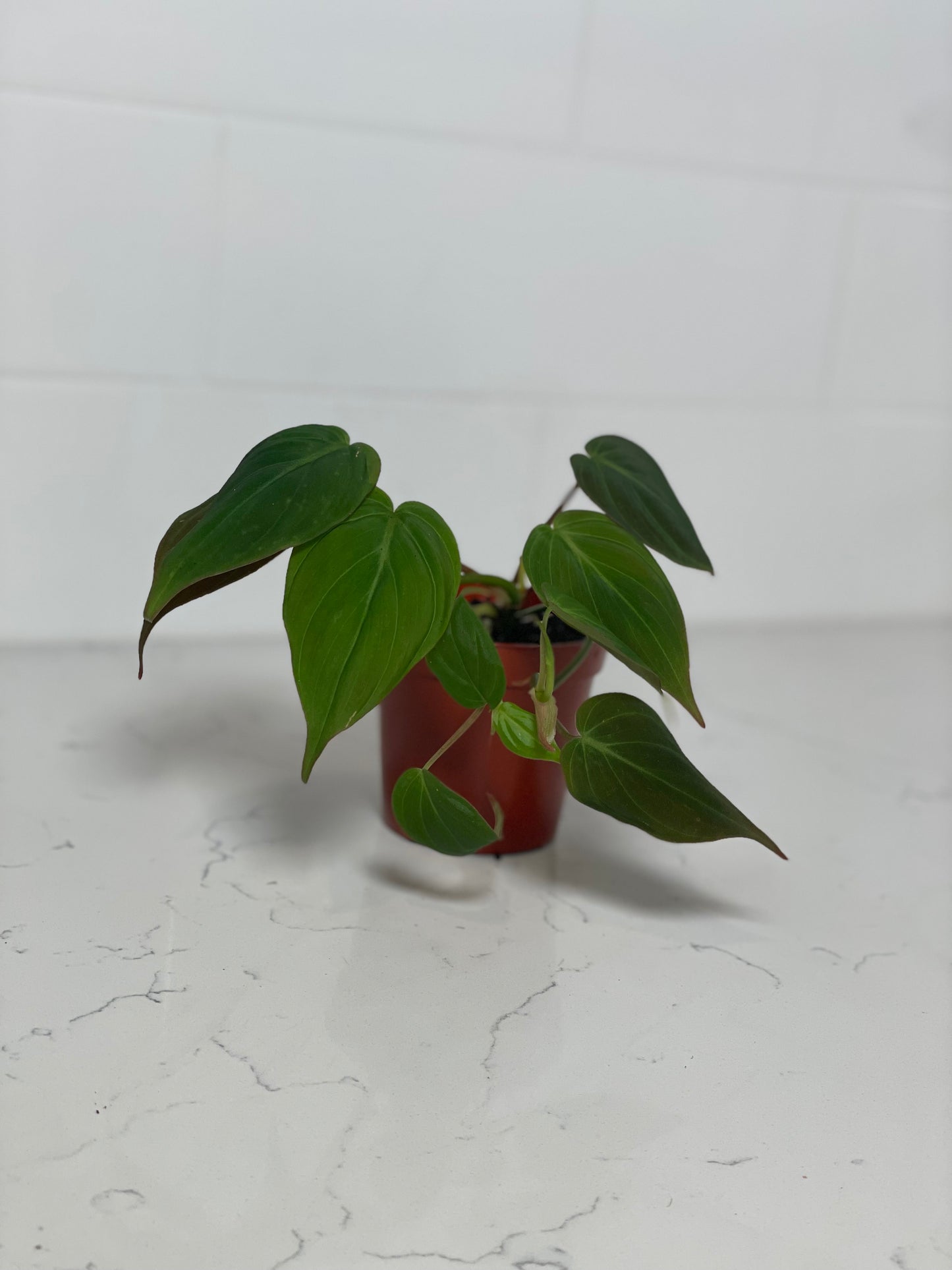 Philodendron Micans 3" Nursery Pot