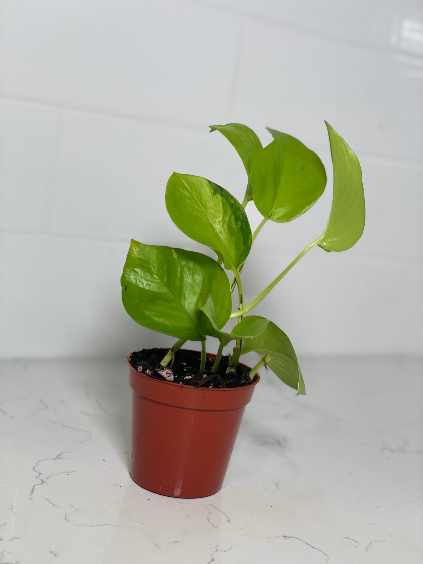 Neon Pothos 3" Nursery Pot