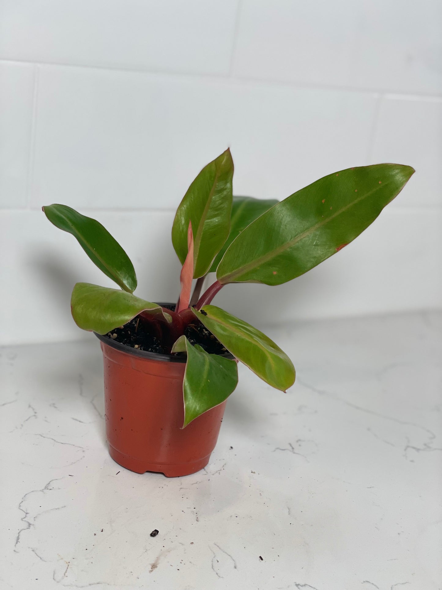 Prince of Orange Philodendron 4" Nursery Pot