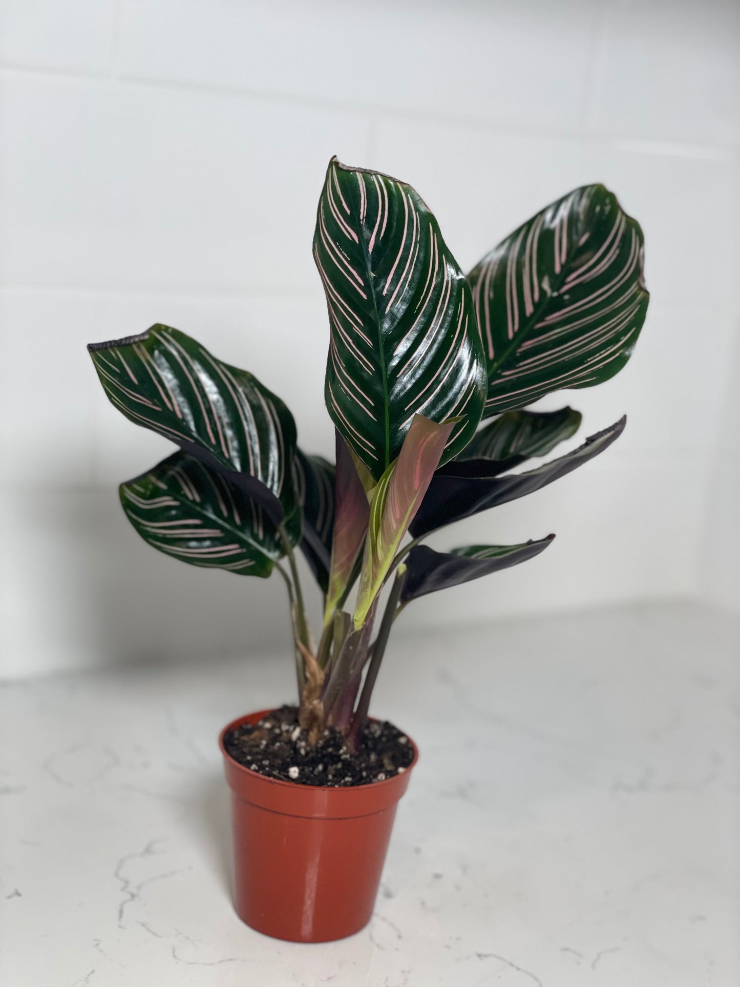 Calathea Ornata (Pinstripe Calathea) 3" Nursery Pot