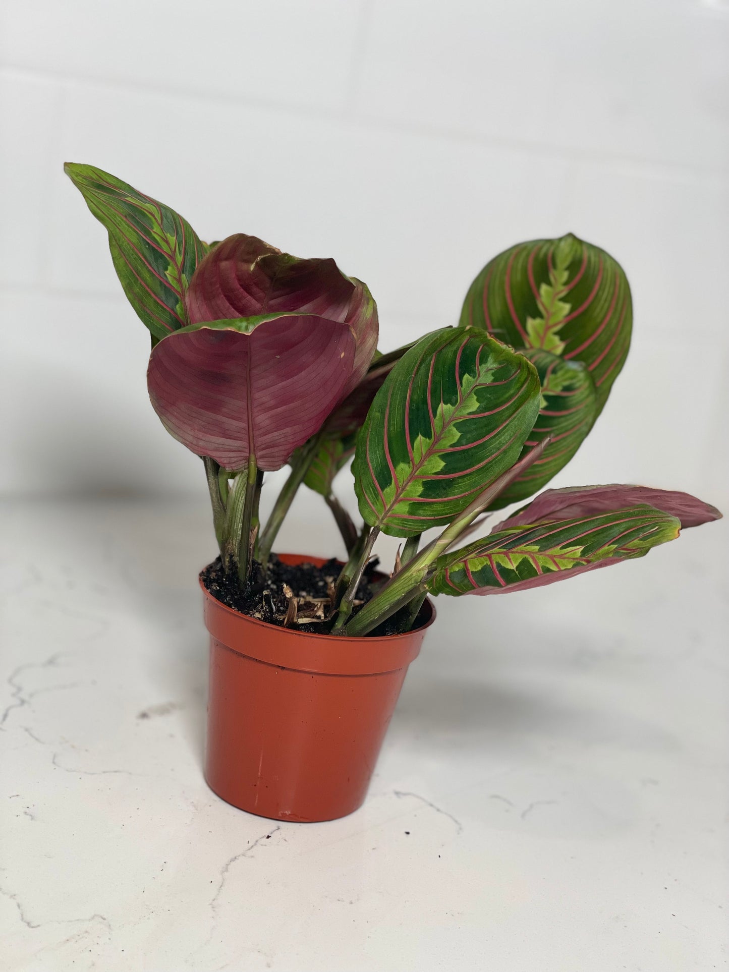 Red Maranta (Prayer Plant) 3" Nursery Pot