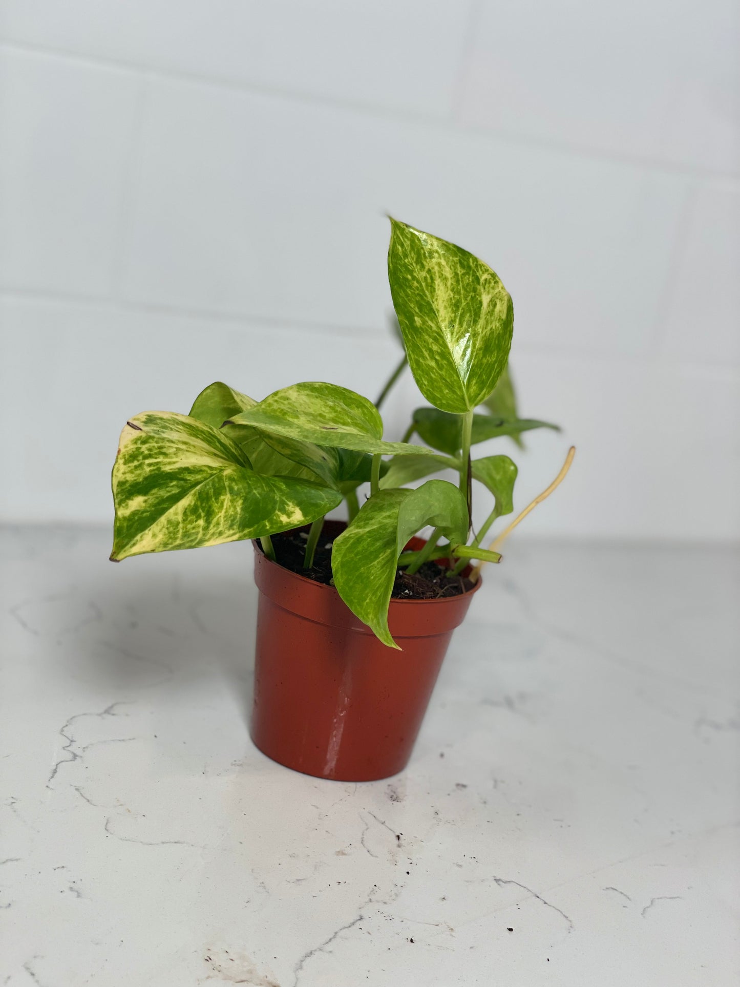 Neon Queen Pothos 3" Nursery Pot