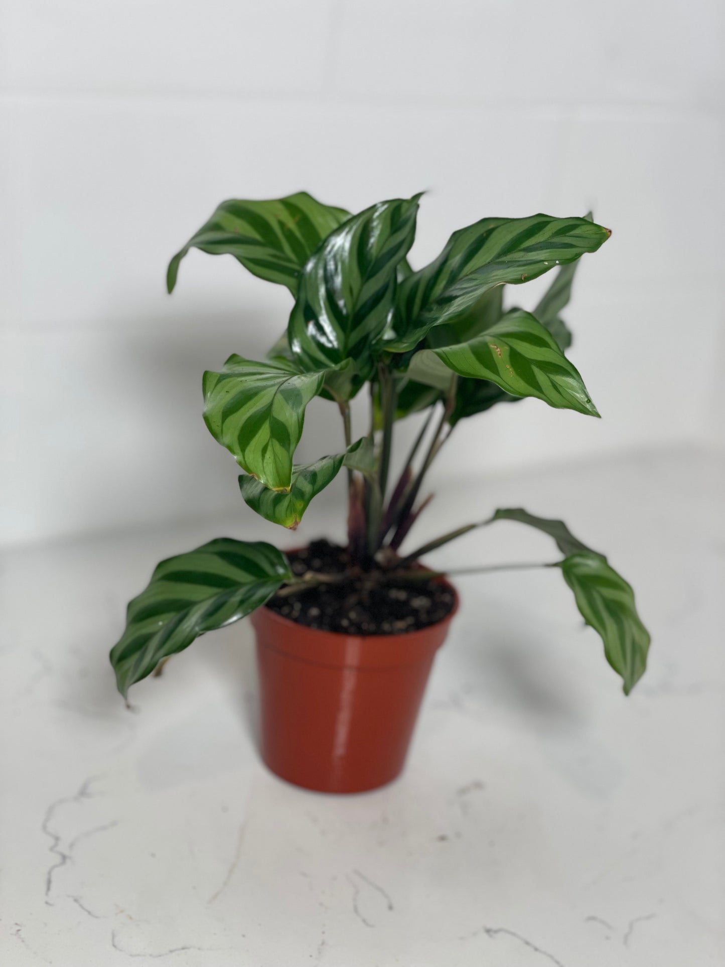 Calathea Freddie 3" Nursery Pot