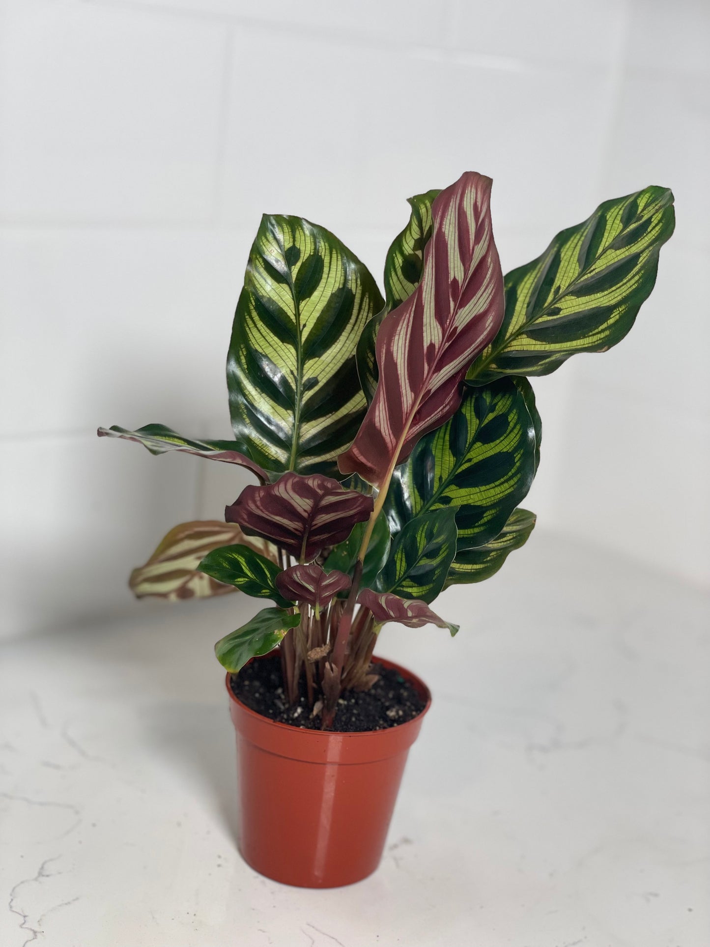 Calathea Makoyana 3" Nursery Pot