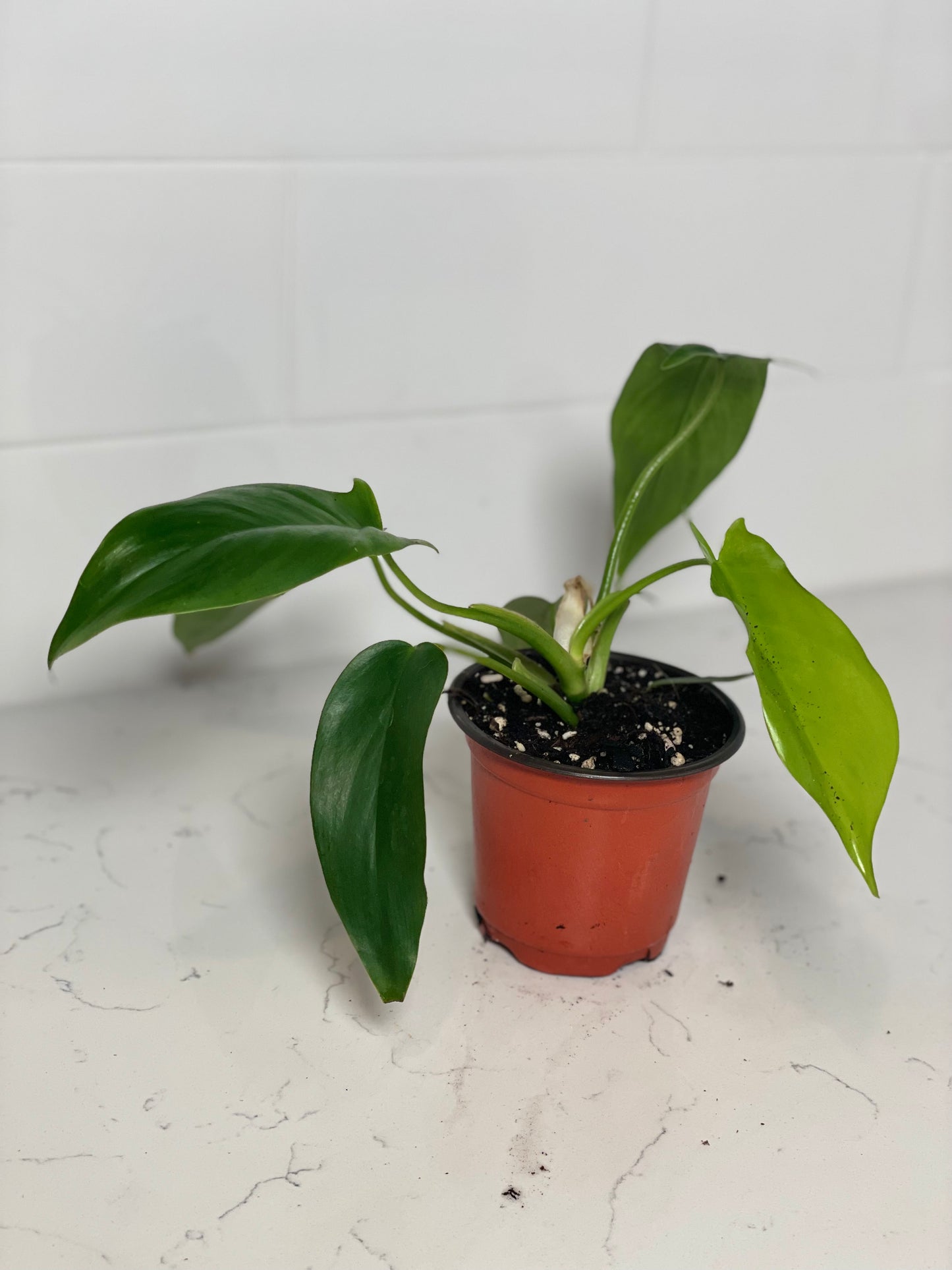 Philodendron 69686 4" Nursery Pot