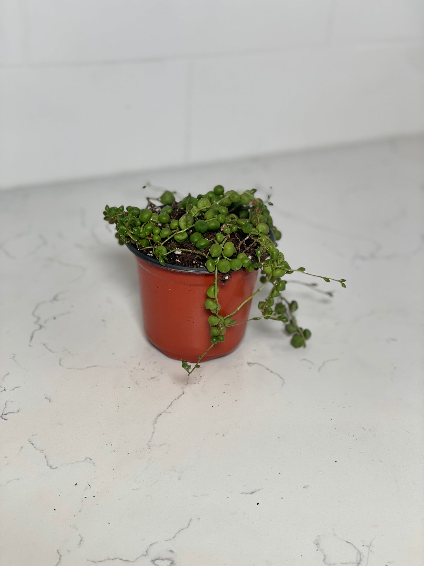 String of Pearls 4" Nursery Pot