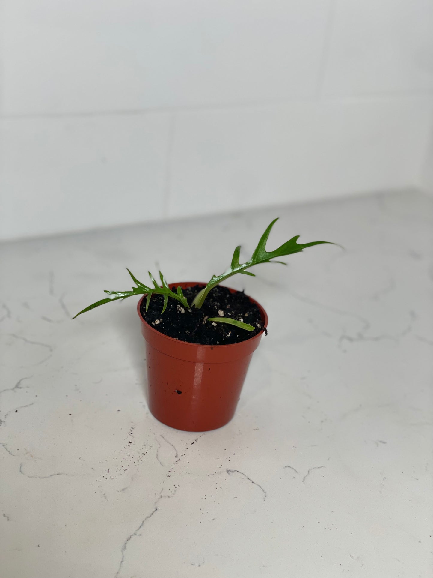 Philodendron Tortum 3" Nursery Pot