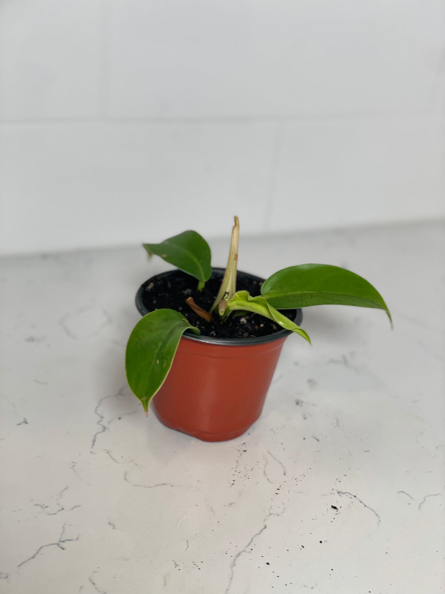 Philodendron Moonlight 3" Nursery Pot