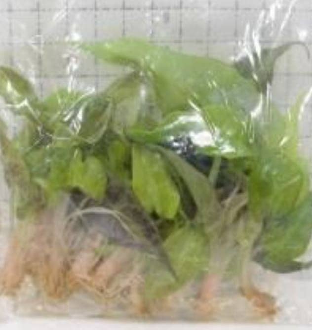 Alocasia "Amazonica Polly Aurea" TC Plantlet: 10-Pack In Vitro ($5 ea.)
