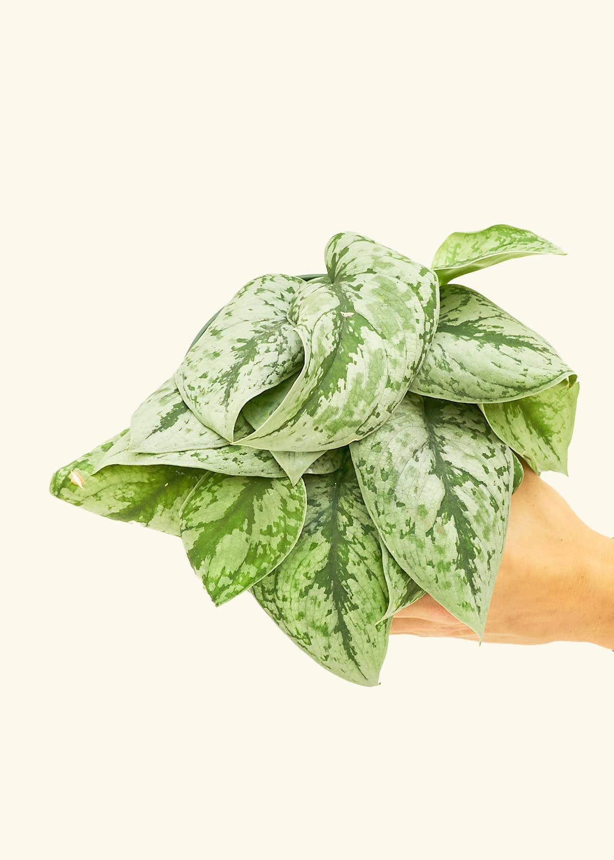 Scindapsus 'Exotica' 4" Nursery Pot